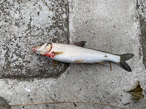 ニゴイの釣果