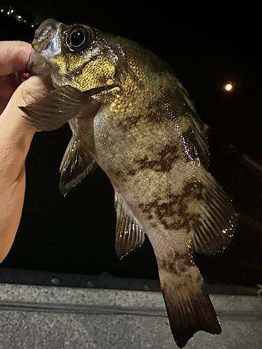 メバルの釣果