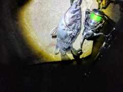 クロソイの釣果