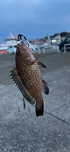 オオモンハタの釣果