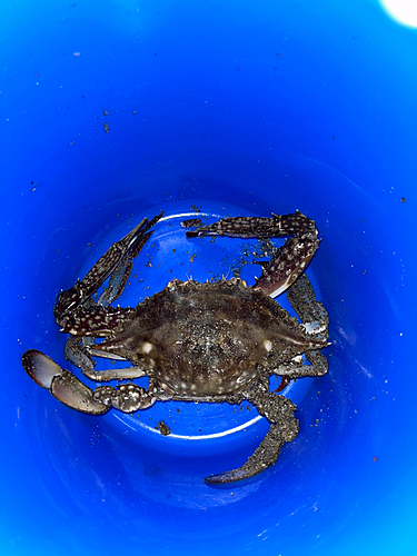 カニの釣果