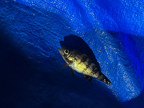 チャメバルの釣果