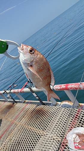 チャリコの釣果