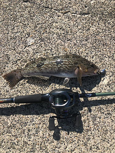 アイナメの釣果