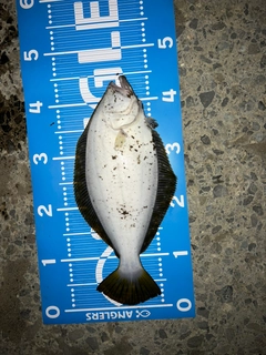 ヒラメの釣果