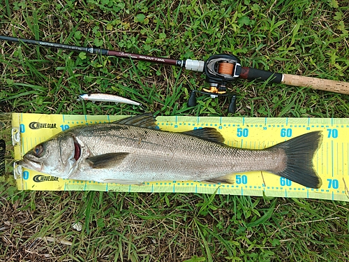 スズキの釣果