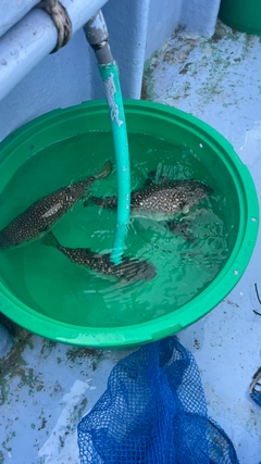 ショウサイフグの釣果