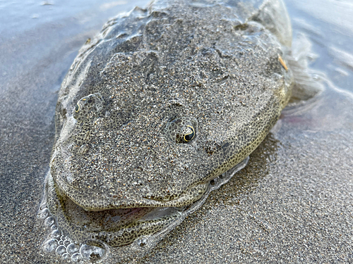 マゴチの釣果