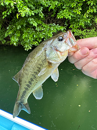 ラージマウスバスの釣果