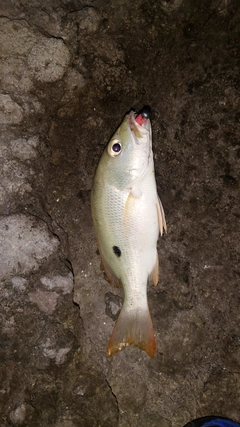 クロホシフエダイの釣果