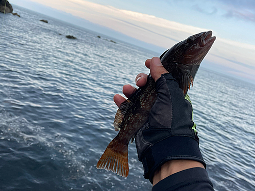 アイナメの釣果