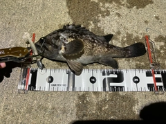 クロソイの釣果