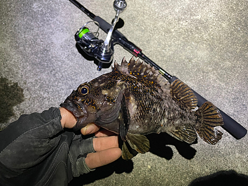 オウゴンムラソイの釣果