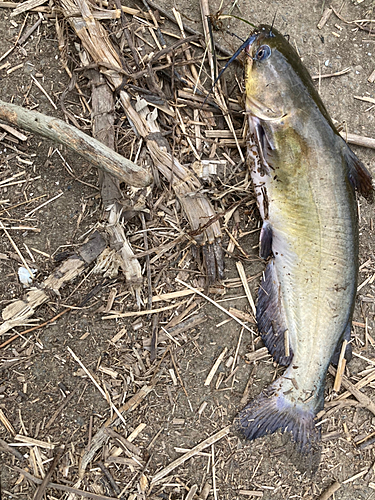 アメリカナマズの釣果