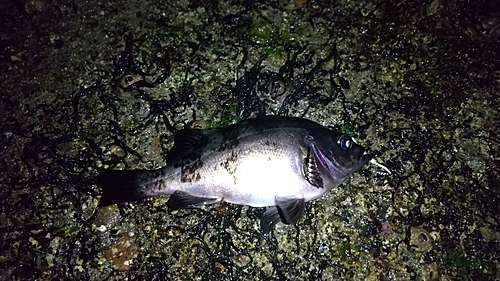 クロメバルの釣果