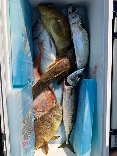 マダイの釣果