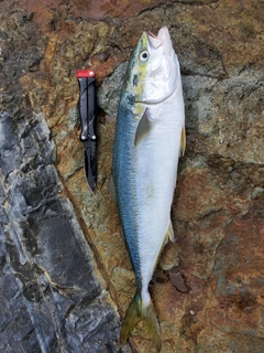 ハマチの釣果