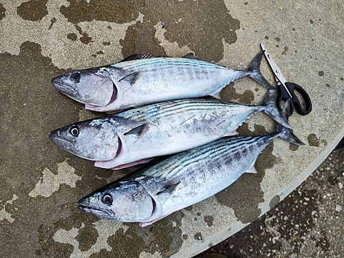 ハガツオの釣果