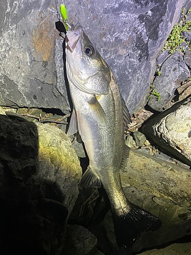 シーバスの釣果