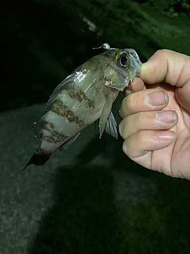 メバルの釣果