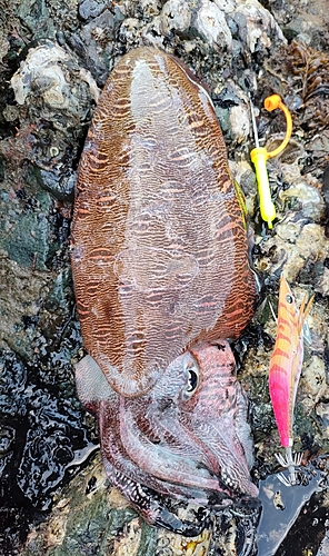 モンゴウイカの釣果