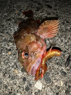 カサゴの釣果