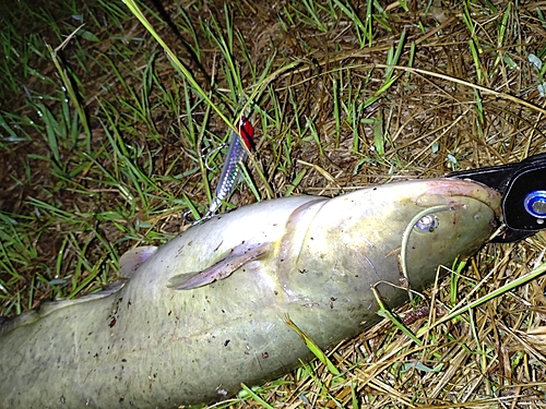 ナマズの釣果