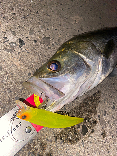 シーバスの釣果