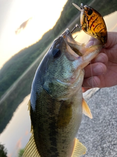 ラージマウスバスの釣果