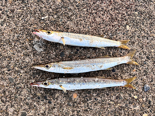 カマスの釣果