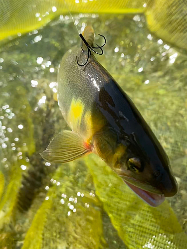 アユの釣果