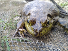 ウシの釣果