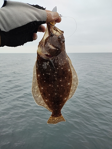 ヒラメの釣果