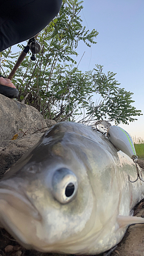 ヘラブナの釣果