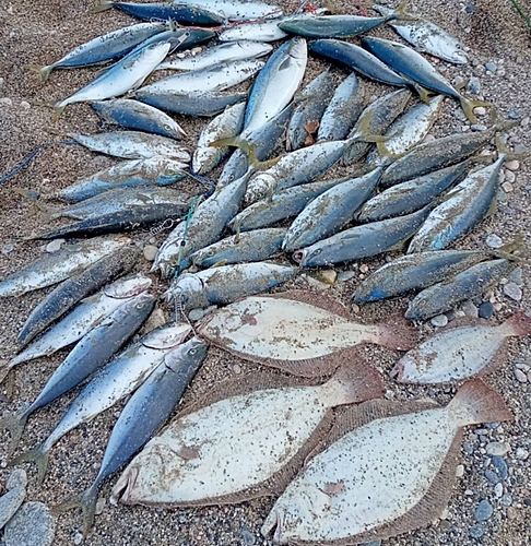 イナダの釣果