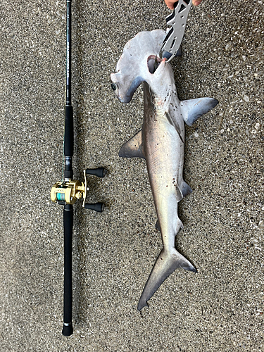 シュモクザメの釣果