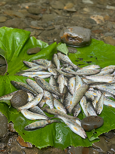 ヤマメの釣果