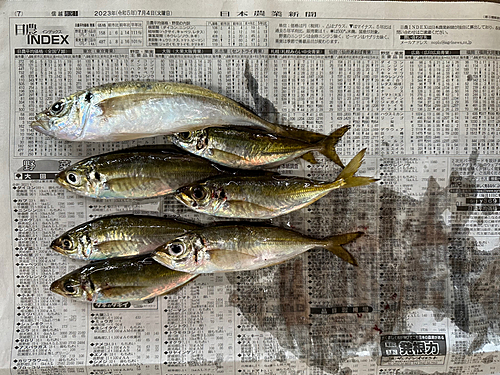 アジの釣果