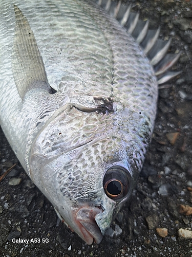 キビレの釣果