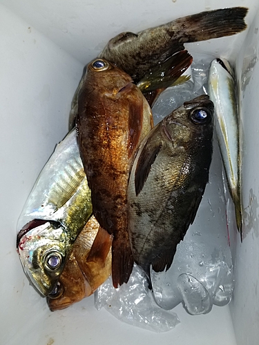 メバルの釣果