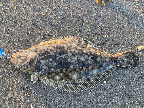 ソゲの釣果