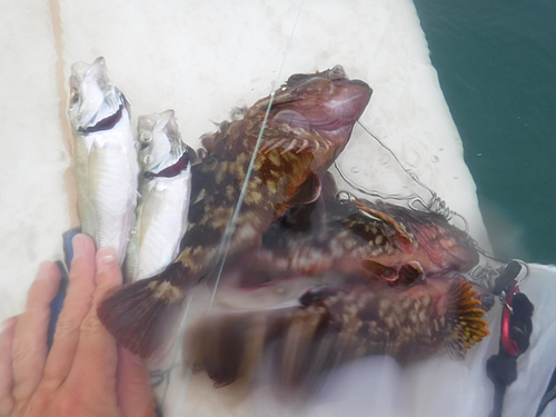 カサゴの釣果