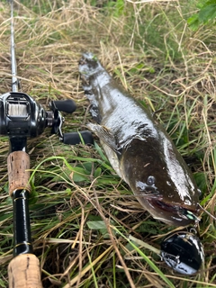 ナマズの釣果