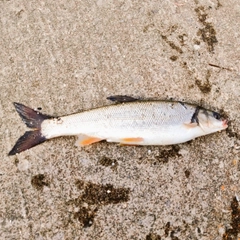 ウグイの釣果