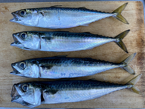 サバの釣果