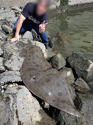 ツバクロエイの釣果