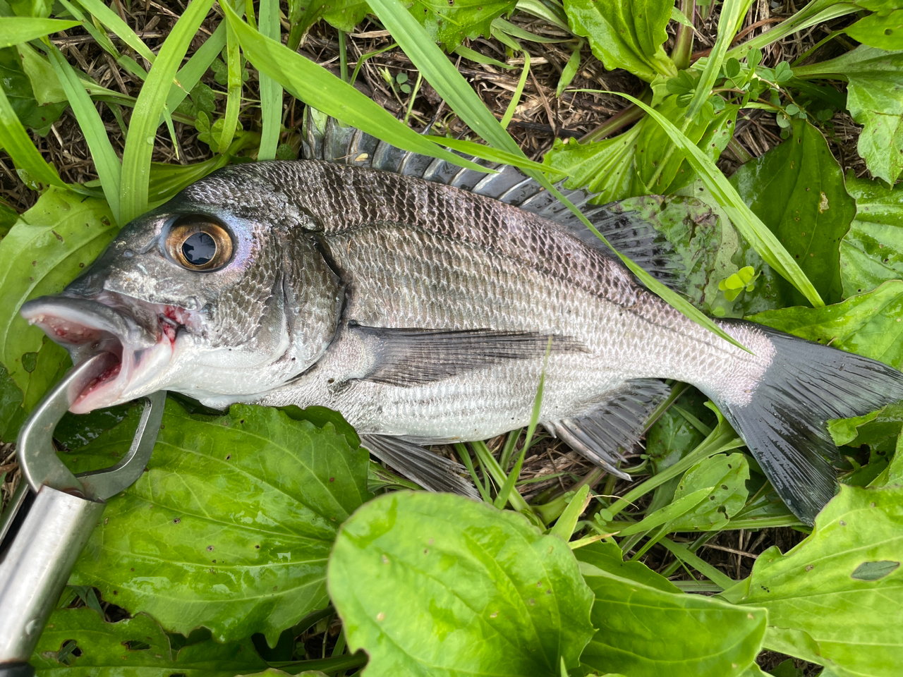 クロダイ