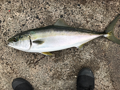 メジロの釣果