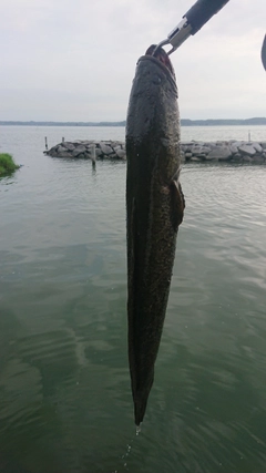 ライギョの釣果