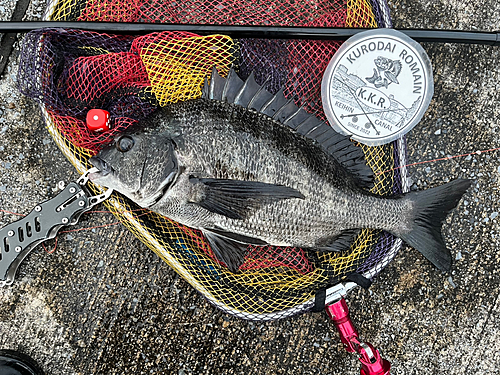 クロダイの釣果